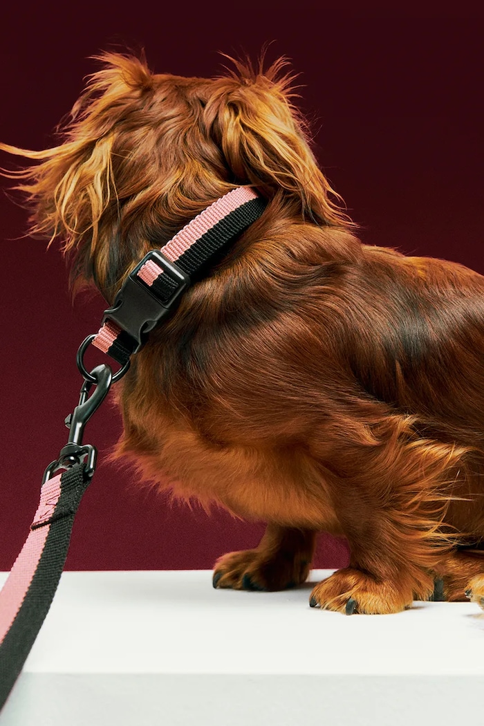 HAY dog collar S/M 2 x 25-45 cm — photo 3