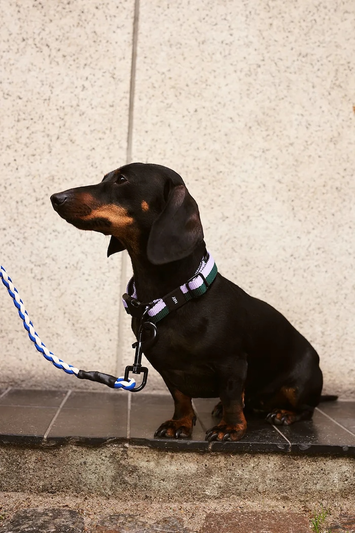 HAY dog collar S/M 2 x 25-45 cm — photo 3