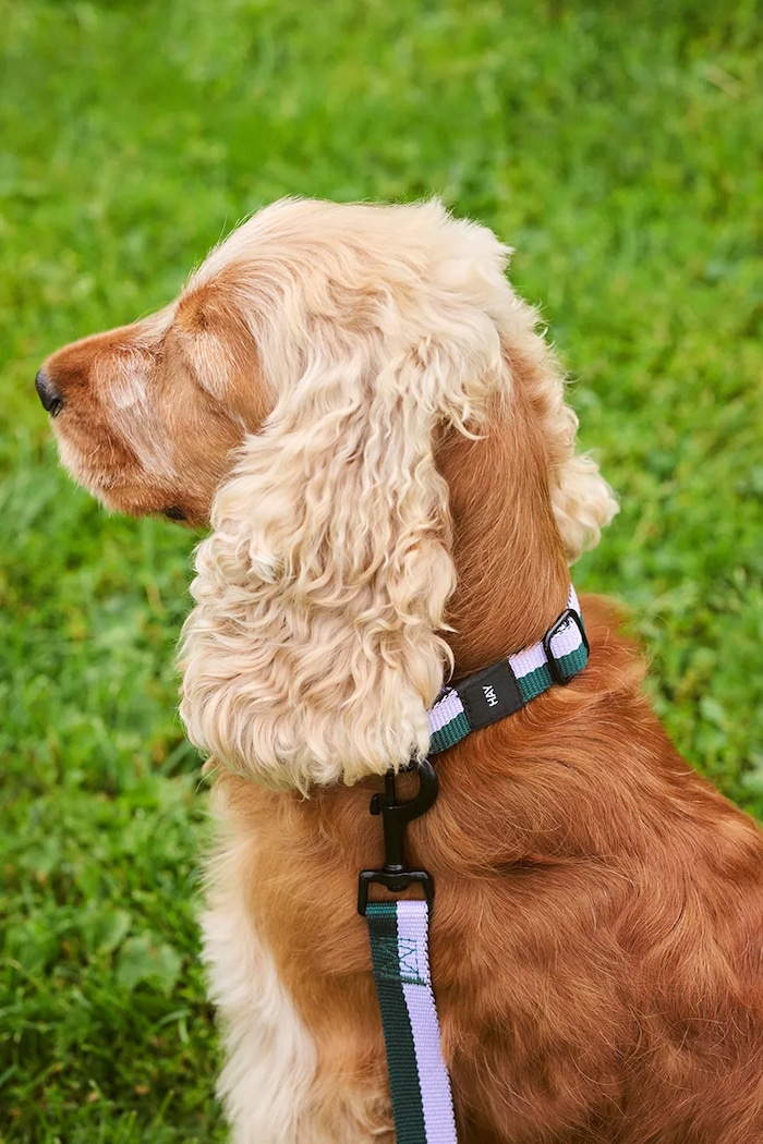 HAY dog collar S/M 2 x 25-45 cm — photo 4