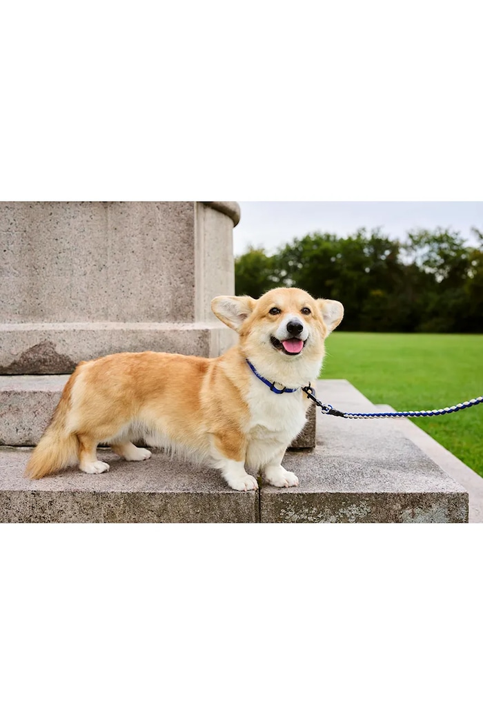 HAY lead for dog 1 x 160 cm — photo 3